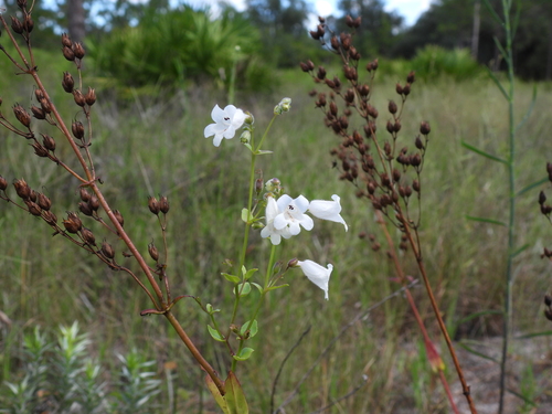 Penstemon multiflorus, photograph 4