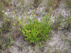 Penstemon multiflorus, photograph (c) geosesarma, some rights reserved (CC BY)
