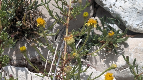 Golden Samphire