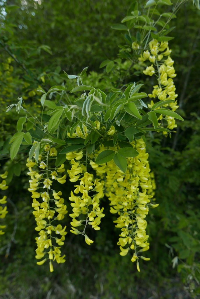 Laburnum anagyroides — an easy houseplant, prefers full sun light