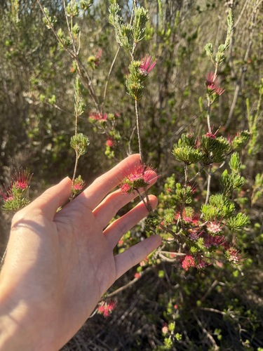 Darwinia fascicularis, photograph 5