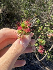 Darwinia fascicularis, photograph (c) Toby Jin, some rights reserved (CC BY)