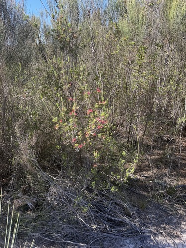 Darwinia fascicularis, photograph 6