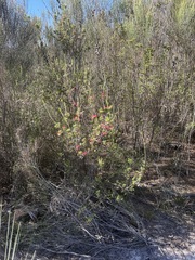 Darwinia fascicularis, photograph (c) Toby Jin, some rights reserved (CC BY)
