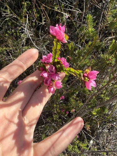 Boronia serrulata, photograph 2