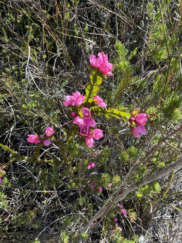 Boronia serrulata, photograph 1