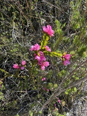 Boronia serrulata, photograph (c) Toby Jin, some rights reserved (CC BY)