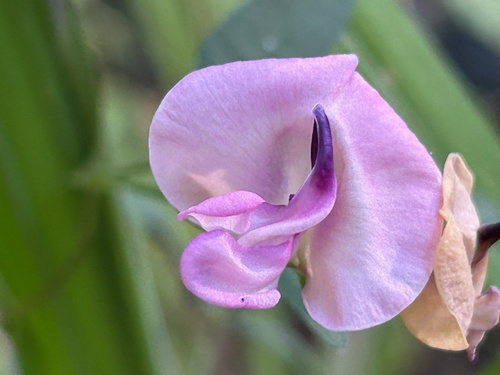 perennial wooly bean
