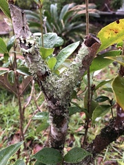 Canoparmelia cryptochlorophaea