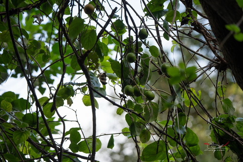 Actinidia macrosperma mumoides