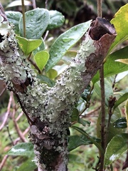 Canoparmelia cryptochlorophaea