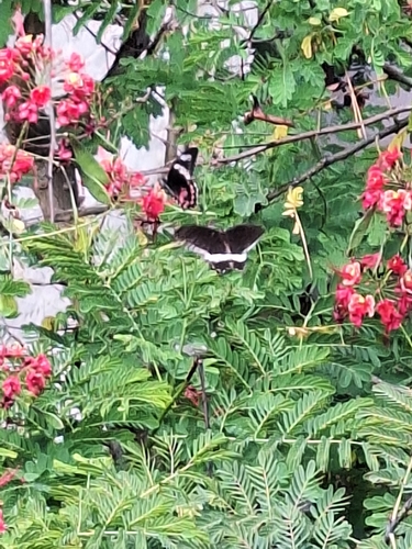 Common Mormon Swallowtail