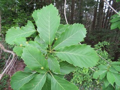 Quercus serrata