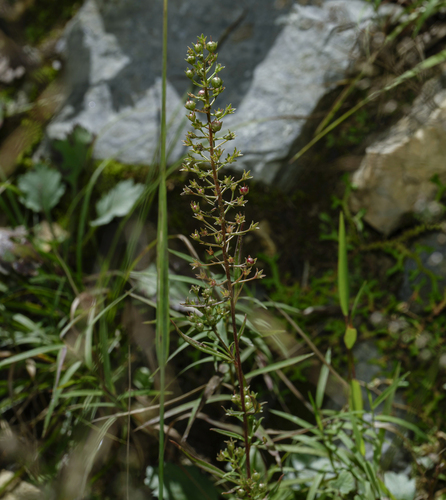 Lysimachia pentapetala