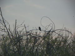 Cynanthus doubledayi