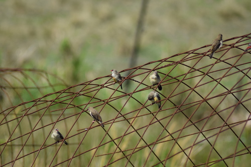 Red Avadavat