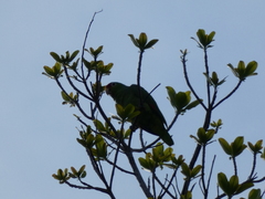 Amazona autumnalis salvini