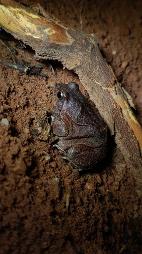Cuyaba Dwarf Frog