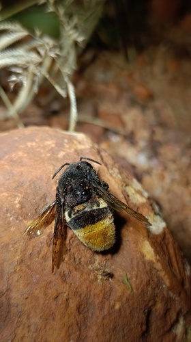 Belted Orchid bee