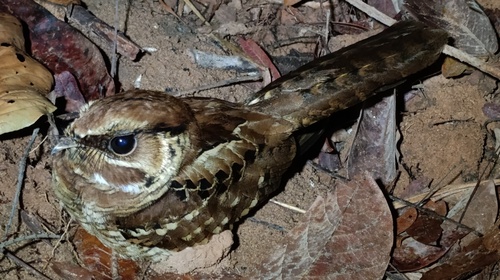 Common Pauraque