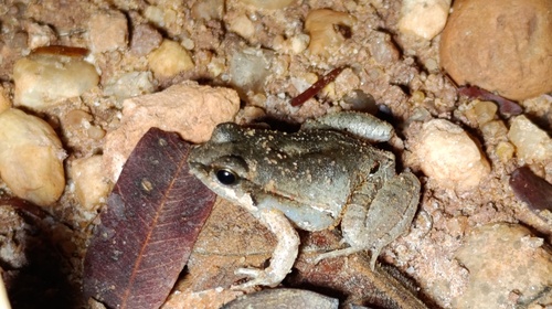 Cuvier’s Foam Frog