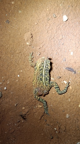 Ocellated Toad