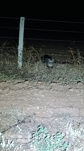 Crab-eating Raccoon