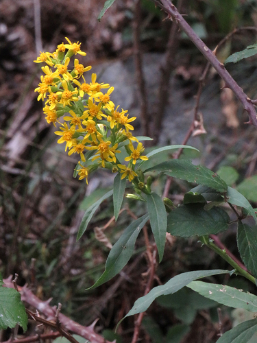 European goldenrod