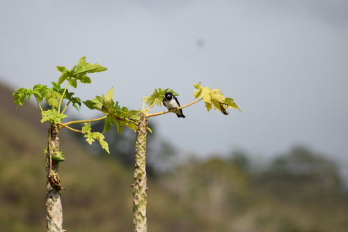 Fiji Woodswallow