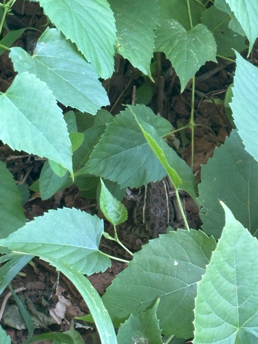 Plains Leopard Frog