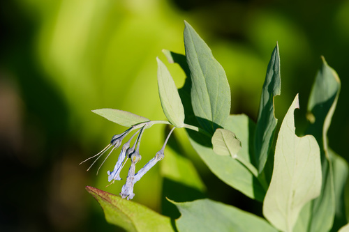 Mertensia ciliata, photograph 2