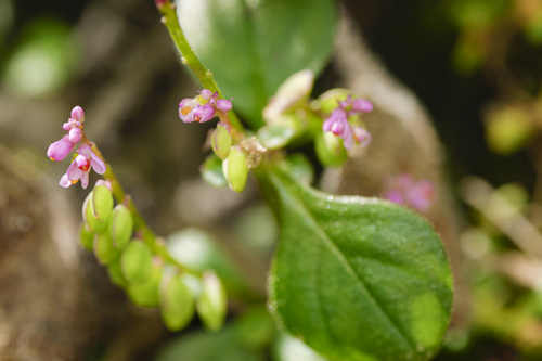 Polygala tatarinowii