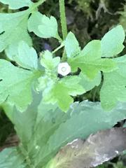 Nemophila