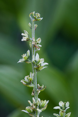 Veratrum californicum, photograph (c) Daughter Dad, some rights reserved (CC BY)
