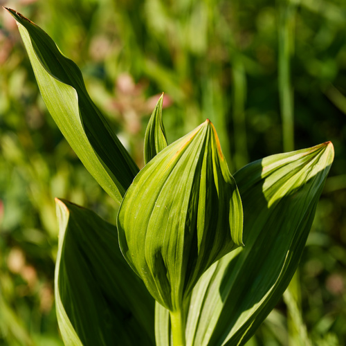 Veratrum californicum, photograph 5