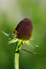 Rudbeckia occidentalis, photograph (c) Daughter Dad, some rights reserved (CC BY)