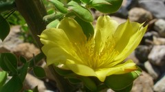 Pereskiopsis diguetii