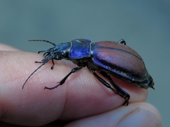 Carabus schoenherri