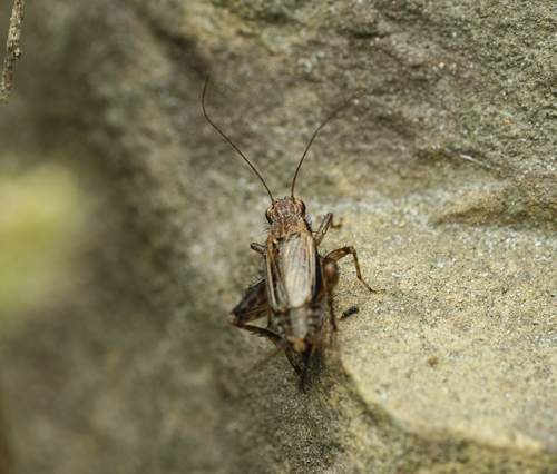 Polionemobius taprobanensis