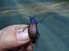 Carabus schoenherri