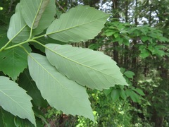 Quercus serrata