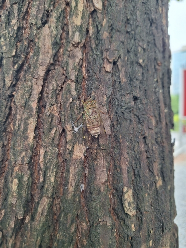 Formosemia apicalis