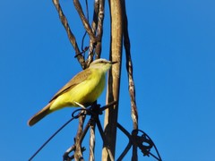 Machetornis rixosa