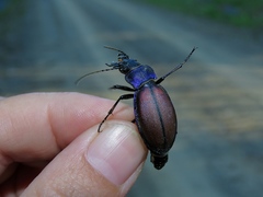 Carabus schoenherri
