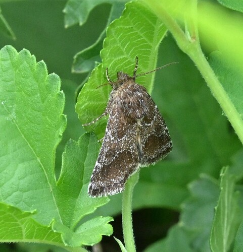 Schinia ultima photo 2