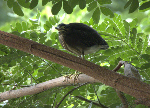 iNaturalist image
