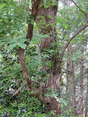 Quercus serrata