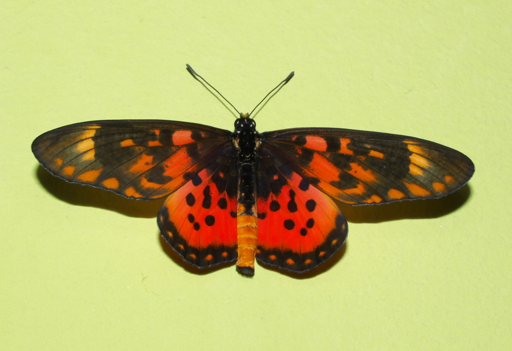 Large Spotted Acraea