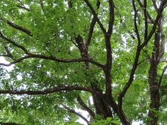Quercus serrata