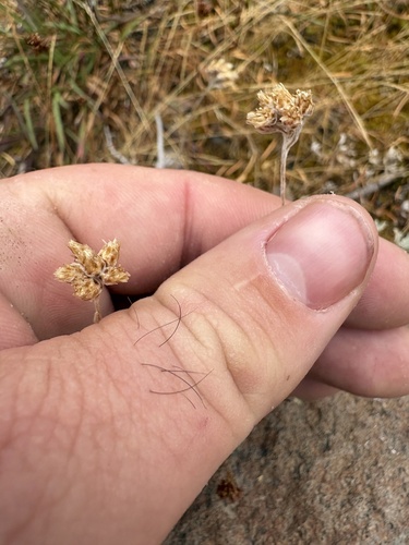 Antennaria alpina, 2026-09-06